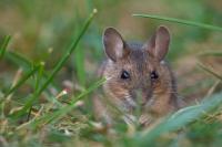Chinese Border City Issues Plague Alert for Travelers From Russia’s Far East