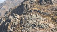 Herd of wild argali spotted in Kazakhstan’s Bayanaul Mountains