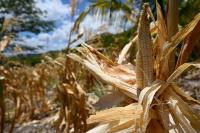 Korea to provide $500,000 in aid to drought-hit Honduras