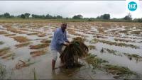 Unseasonal rain: Over 6.18 lakh insured farmers report crop losses in UP