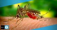 Florida mosquito advisories offer reminder for Fall Break travelers