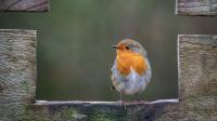Robins will keep coming back to gardens if fed 1 common food in October