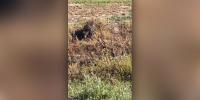 Southern Coloradans react to wildlife officer euthanizing bear cub