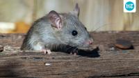 Chicago billionaire pays people to dump gourmet nuts in public park, sparking rat infestation — and he won’t stop