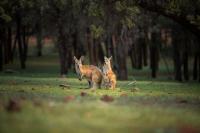 Celebrating an Australian Icon on World Kangaroo Day