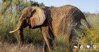 Portugal’s Last Circus Elephant Is Thriving In Her New Home