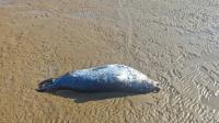 12 dead Caspian seals found in Kazakhstan’s Mangistau region