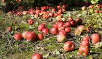 Hailstorm-hit apple growers in Shopian harvest damaged, lower-grade fruit