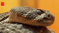 Florida father and son find eastern diamondback rattlesnake outside their home