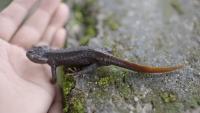 How a small community became the last hope for the Himalayan salamander