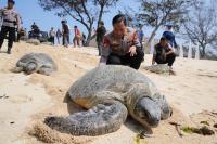 Indonesia returns 20 green sea turtles to the ocean after Bali smuggling raid