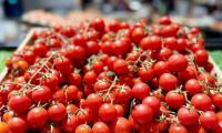 Salmonella-linked cherry tomatoes from Italy reach Croatian restaurants