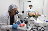 Paraguay Completes First Watermelon Export To Uruguay