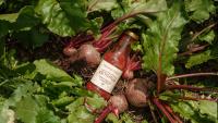 Higher Farm Ketchup is tasty, ethical – and tomato-free