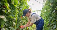 PepsiCo: Corporates must shoulder innovation risk to help agtech startups scale