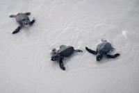 The green turtle recovers and becomes a positive exception amidst the global biodiversity crisis