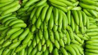 Cameroon banana exports jump 21.5% as PHP losses persist
