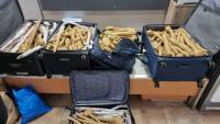 Doctor caught yellow-handed at Ben-Gurion attempting to smuggle 300 banana saplings from Thailand