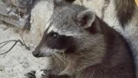 Biologists learn from raccoons on Mexican island