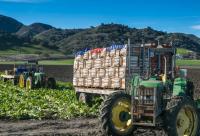 Agricultural production increases by 1.1pct in nine months