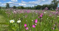 Farmers left 'devastated' after Sustainable Farming Incentive fund 'debacle'