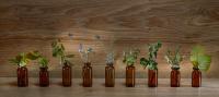How to grow your own pharmacy in the garden