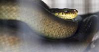 CNMI requiring proof of brown tree snake inspection for boats