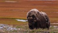 Musk Ox: Arctic Adaptation and Ecological Role