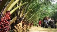 NIFOR seeks advanced breeding technologies to raise oil palm yield