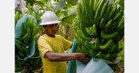 Regenerative agriculture gains ground in Mexican banana production