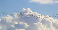 Czechia: a crossroads for Europe's migrating birds