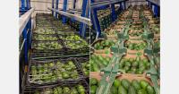 "This is the first year in a decade that we haven't shipped any avocados due to uncertainty over sea freight"