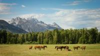 Global Grasslands Face Sharper Carbon Uptake Decline as Plant Diversity Falls, New Research Warns