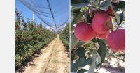 Armenia's young apple sector is building a name