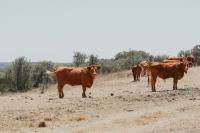 Shamonda virus affecting cattle detected in Portugal