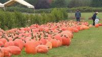 Oregon pumpkin growers say mild summer brought a strong harvest