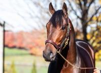 Foal Crop Drops Again; Sierra Leone is Most Active Sire