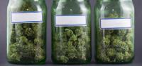 Court Declares Medical Cannabis Company Bedrocan’s Dutch Entities Bankrupt