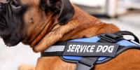 HR giant ordered to pay $400,000 to job applicant who wanted to bring a service dog to work