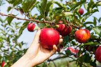Kyrgyzstan Proposes Apple and Potato Import Ban to Protect Domestic Farmers