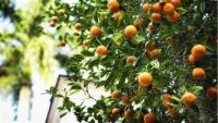 Northern Jordan Valley: Early citrus harvesting — quick profits or lower product quality?