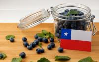 New Chilean blueberry varieties to score 39 percent export uptick
