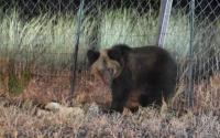 Mongolia records 62 bear-related incidents