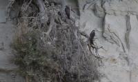 Survey counts 404 Eleonora’s falcons along Cyprus’ southern coast