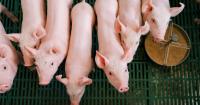 Study challenges EU ban on recycled phosphorus in animal feed