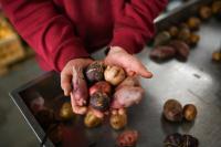 No small potatoes: Andean tubers rescue the economy of a remote village in Argentina