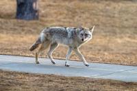 In Massachusetts, coyote seen biting backyard furniture later attacks man near child's party