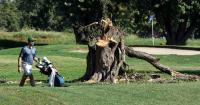 Judge extends order blocking Trump administration from clearing trees at D.C. golf course