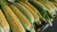 Argentina shifts agricultural output to bioenergy feedstock