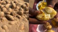 “Look Yummy”: Harsh Goenka Shares Sand-Baked Potato Video, Internet Recalls Traditional Cooking Methods (WATCH)